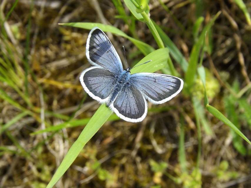 Plebejus argus - ezüstös boglárka