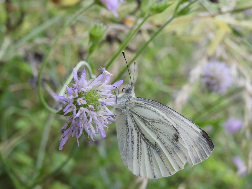 Pieris napi - repcelepke