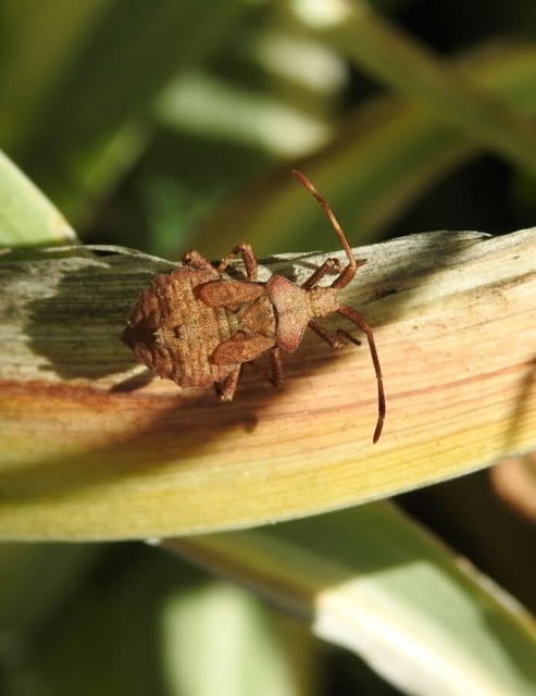 Coreus marginatus - közönséges karimáspoloska