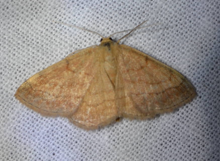 Scopula rubiginata - réti pirosaraszoló
