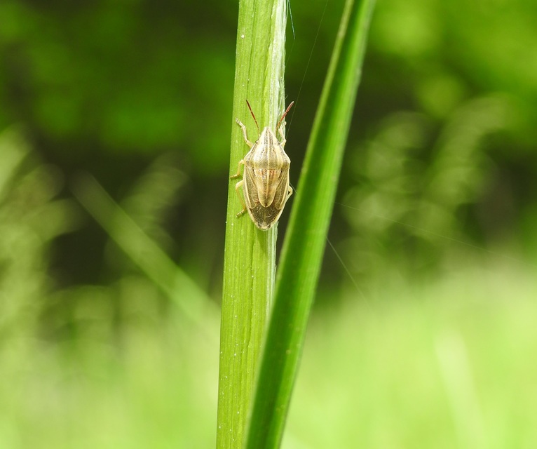 Aelia acuminata - közönséges szipolypoloska Aelia acuminata - közönséges szipolypoloska