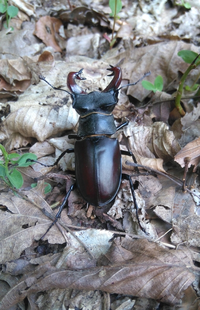 Lucanus cervus - nagy szarvasbogár
