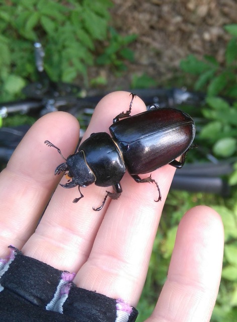 Lucanus cervus - nagy szarvasbogár