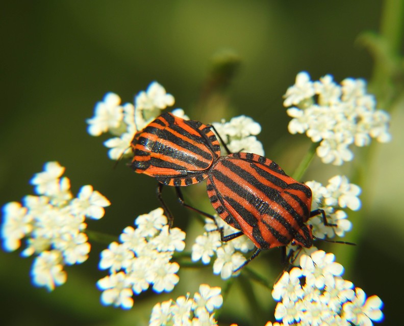 Graphosoma italicum - csíkos pajzsospoloska