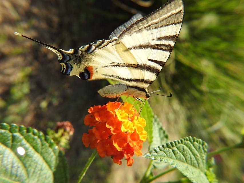 Iphiclides podalirius - kardoslepke