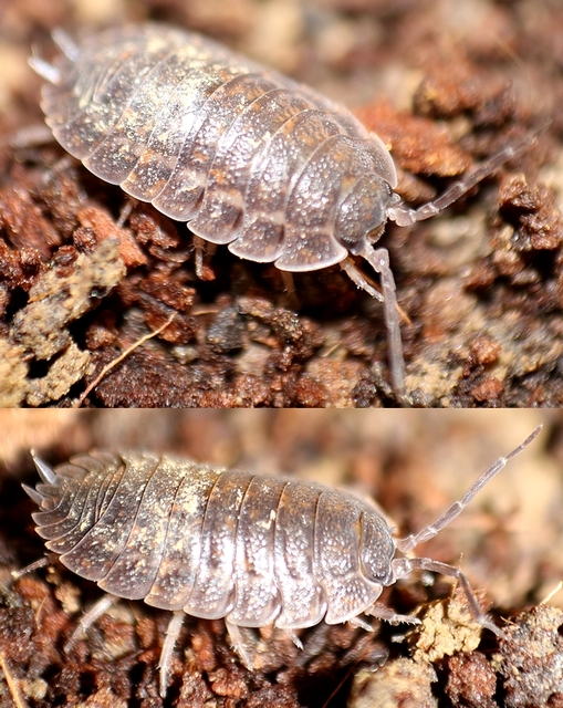 Trachelipus rathkii - közönséges márványosászka