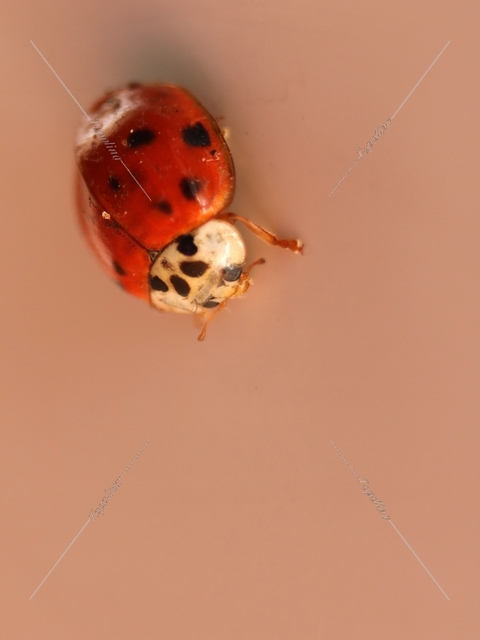 Harmonia axyridis - harlekinkatica