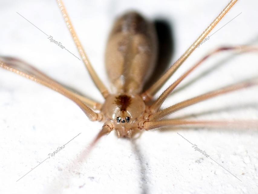 Pholcus phalangioides - nagy álkaszáspók