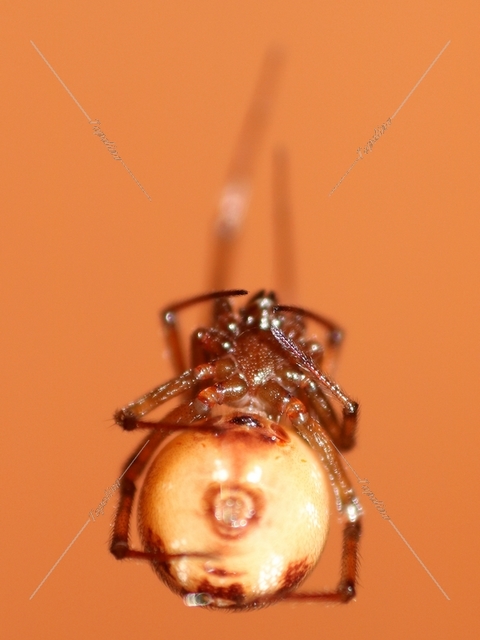 Steatoda triangulosa - háromszöges faggyúpók
