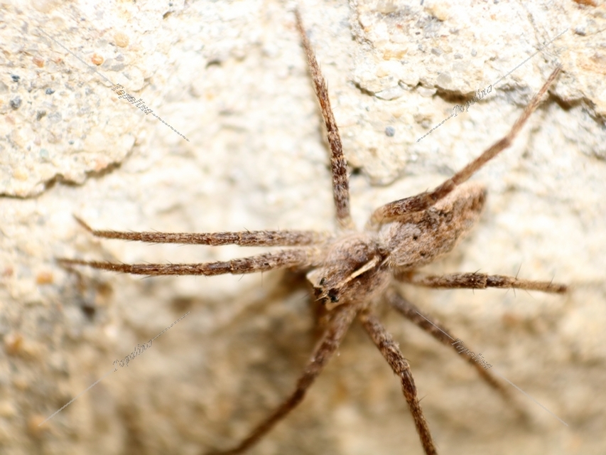 Pisaura mirabilis - csodáspók
