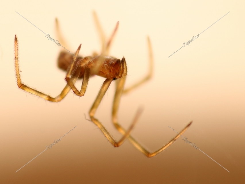 Steatoda triangulosa - háromszöges faggyúpók