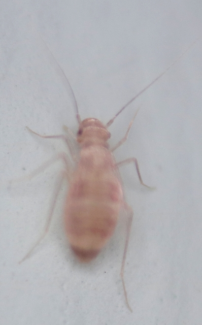 Psocoptera - Fürgetetvek
