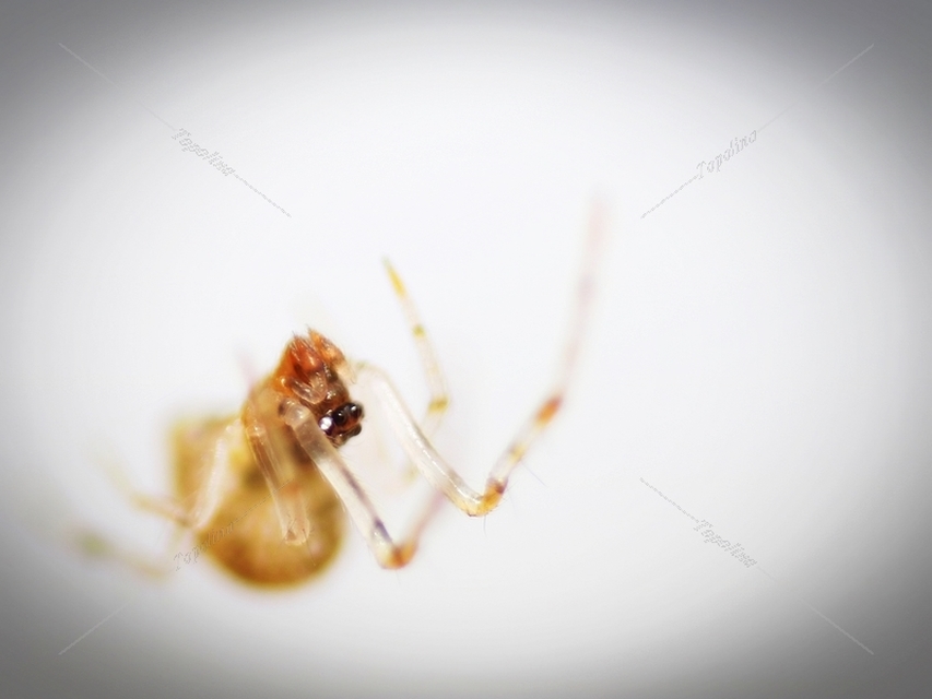 Parasteatoda tepidariorum - üvegházi törpepók