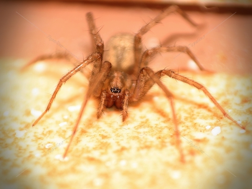 Tegenaria domestica - házi zugpók
