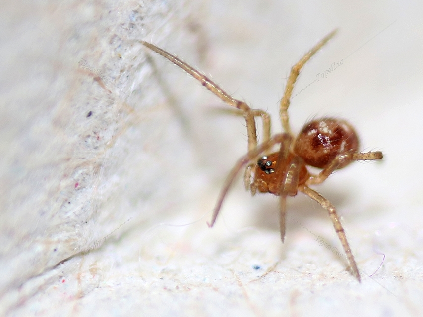 Steatoda triangulosa - háromszöges faggyúpók