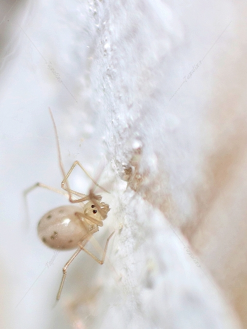 Pholcidae - álkaszáspókok