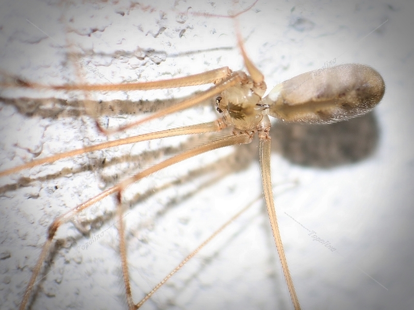 Pholcus phalangioides - nagy álkaszáspók