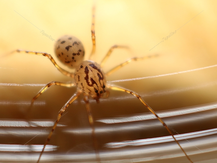 Scytodes thoracica - közönséges csupaszpók