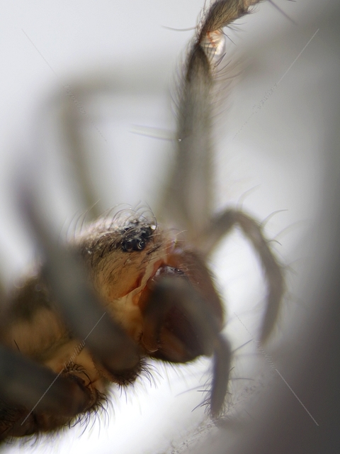 Tegenaria domestica - házi zugpók