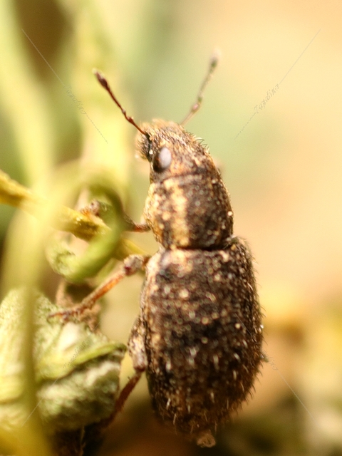 Sitona hispidulus - szőrös csipkézőbogár