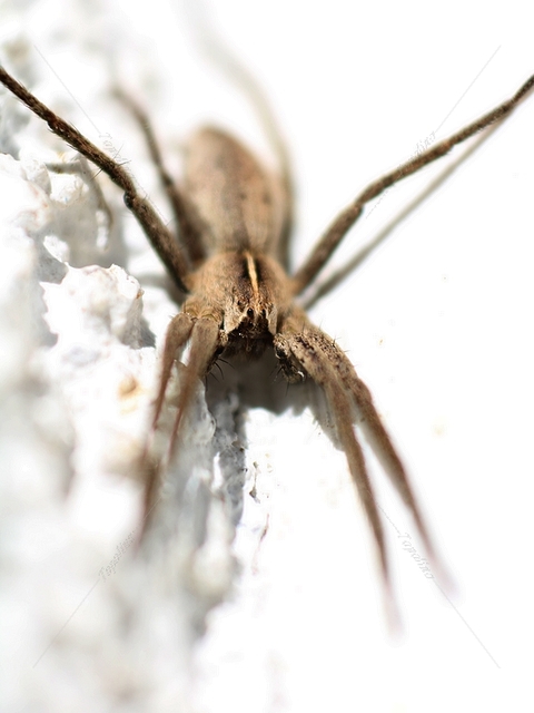 Pisaura mirabilis - csodáspók