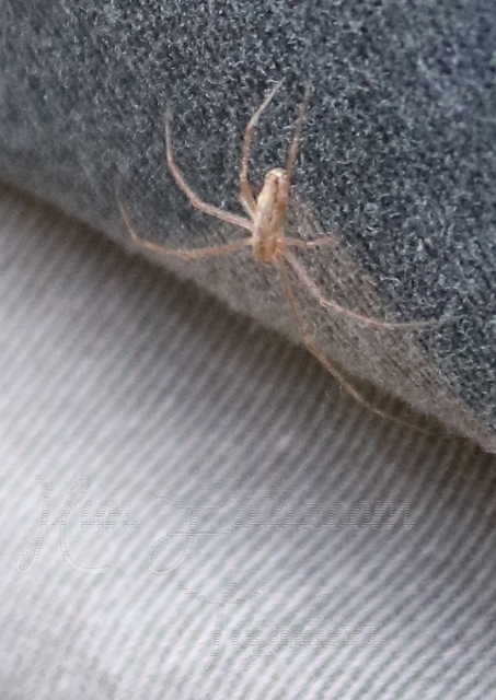 Tetragnatha