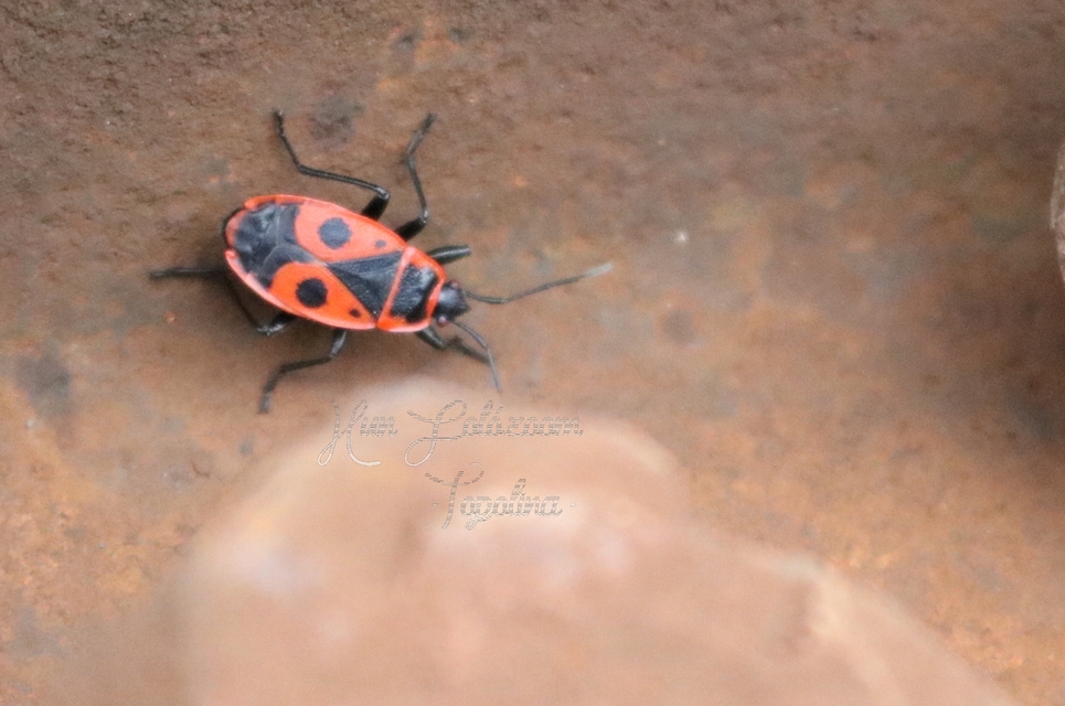 Pyrrhocoris apterus - verőköltő poloska