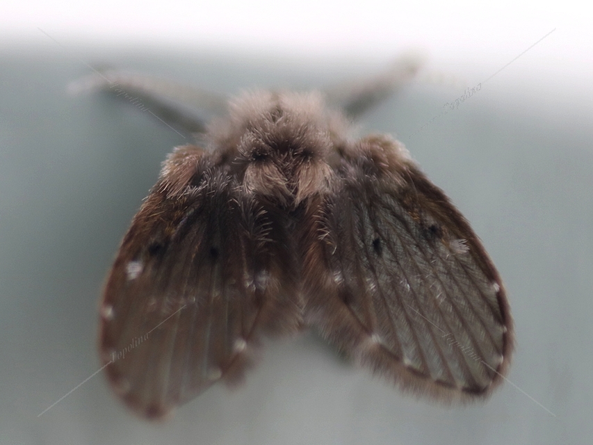 Clogmia albipunctata