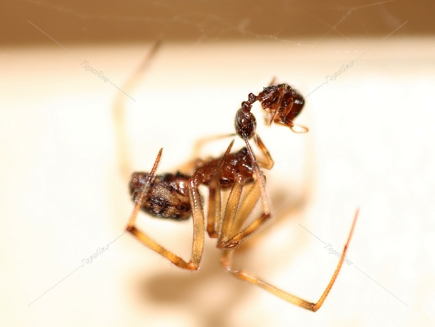 Steatoda triangulosa - háromszöges faggyúpók