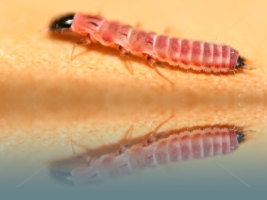 Melyridae - sziklaibogár-félék