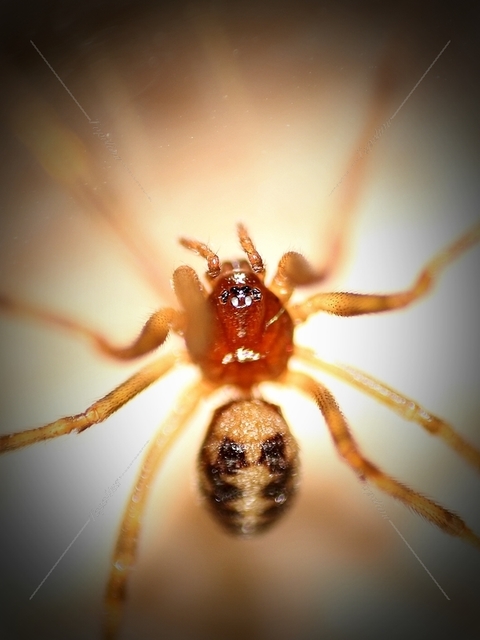 Steatoda triangulosa - háromszöges faggyúpók
