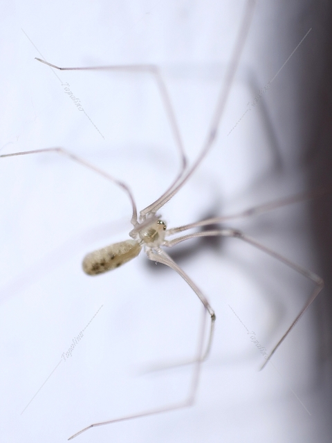 Pholcus phalangioides - nagy álkaszáspók