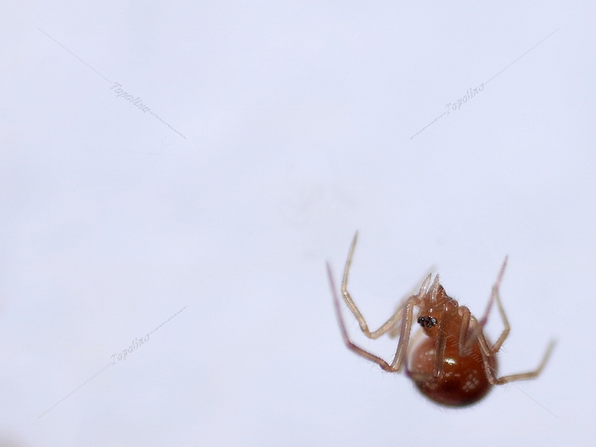 Steatoda Steatoda