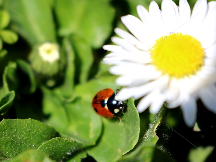 Coccinella septempunctata - hétpettyes katica