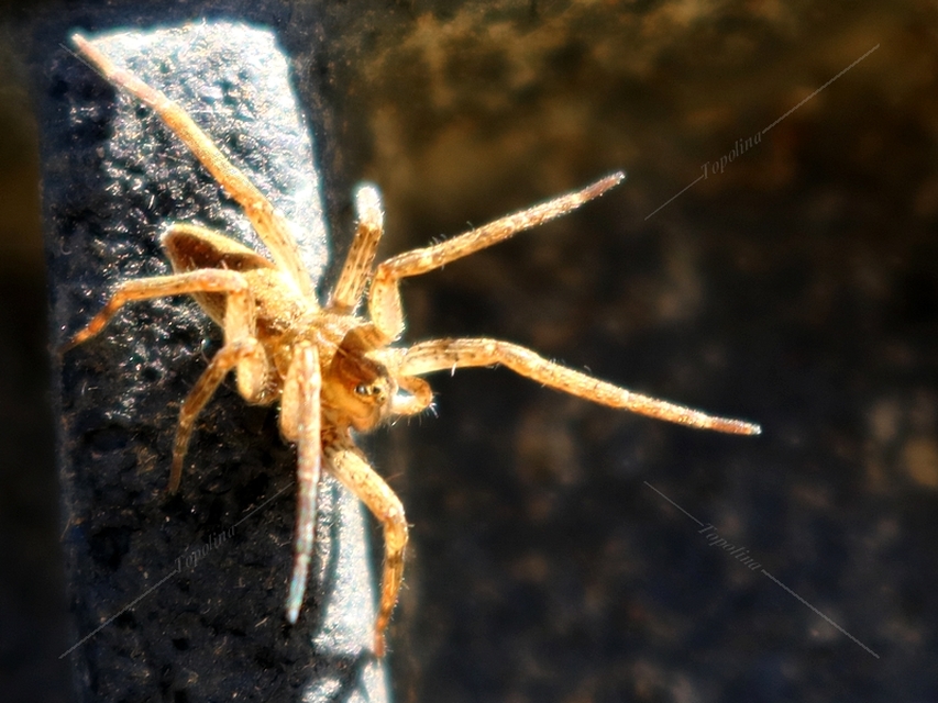Dolomedes plantarius/fimbriatus