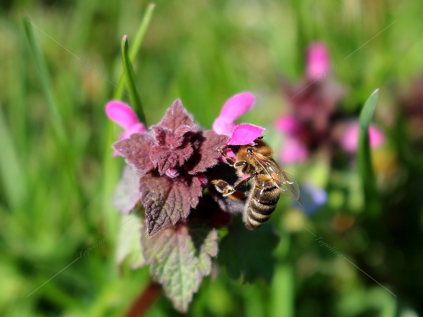 Apis mellifera - háziméh