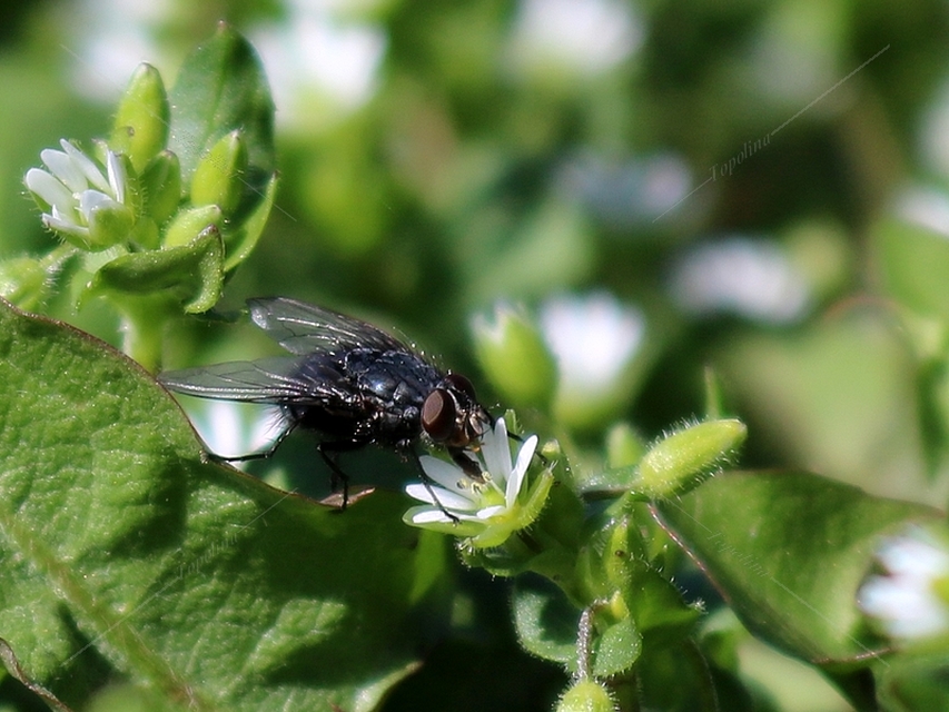 Calliphora