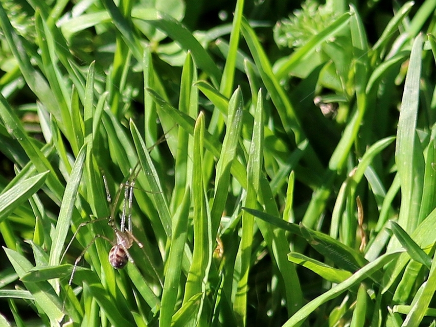 Hoplopholcus forskali - mintás álkaszáspók