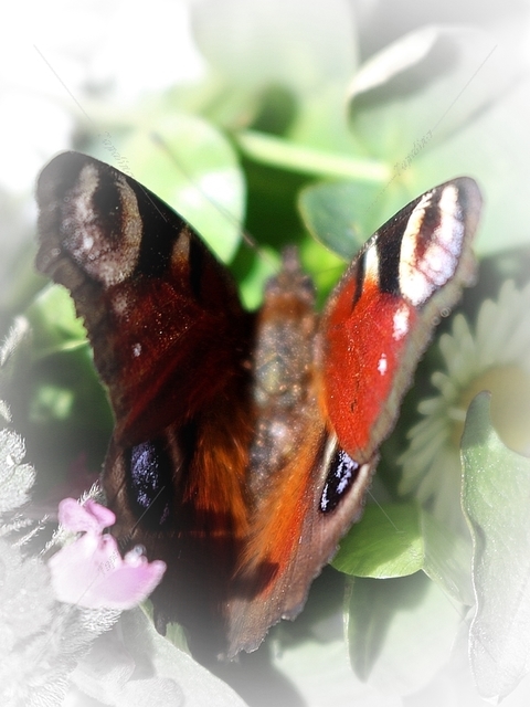 Nymphalis io - nappali pávaszem