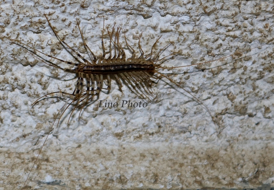 Scutigera coleoptrata - légyölő pókszázlábú