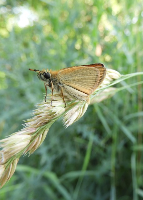 Thymelicus lineola - vonalas busalepke