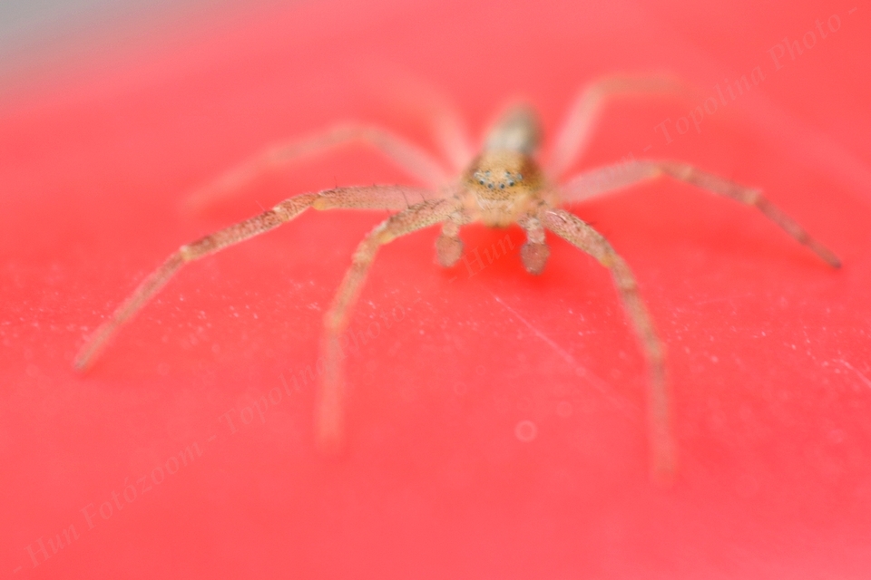 Philodromidae - fürgekarolópókok
