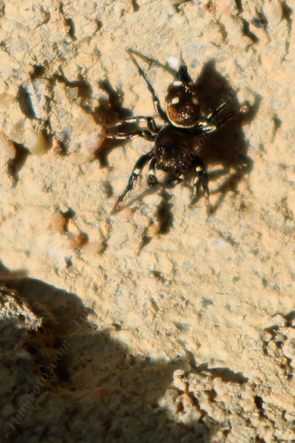 Heliophanus kochii - négypettyes ugrópók