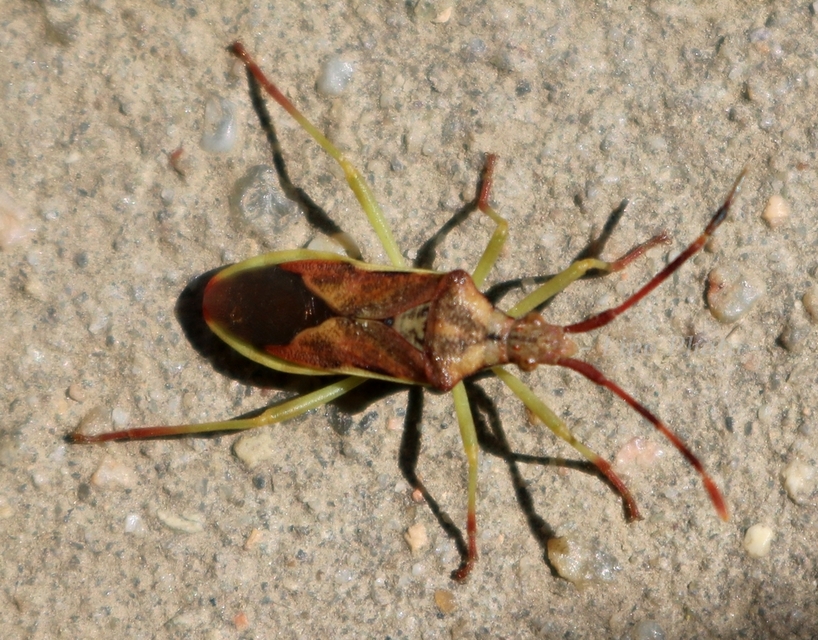 Gonocerus juniperi - boróka-karimáspoloska