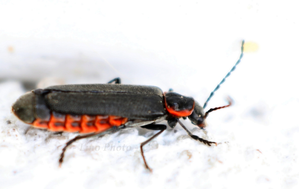 Cantharidae - lágybogárfélék