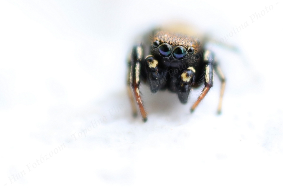 Heliophanus kochii - négypettyes ugrópók