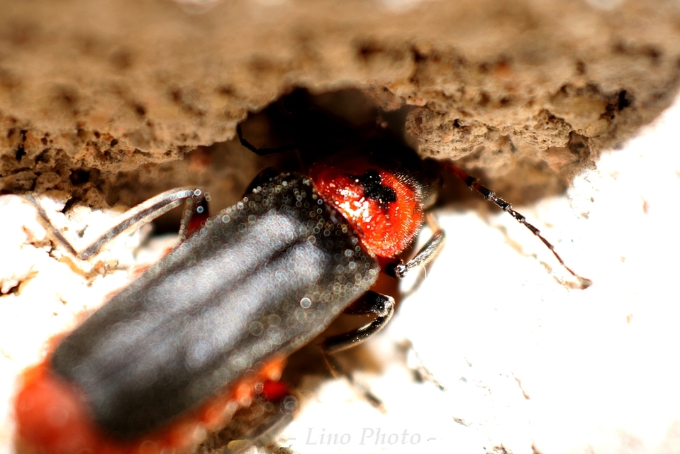 Cantharis rustica - suszterbogár