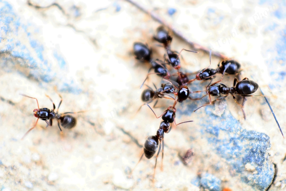 Lasius