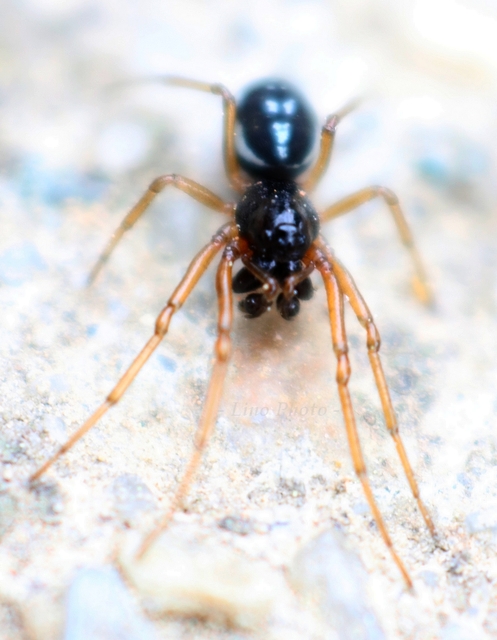 Linyphiidae - vitorláspókok