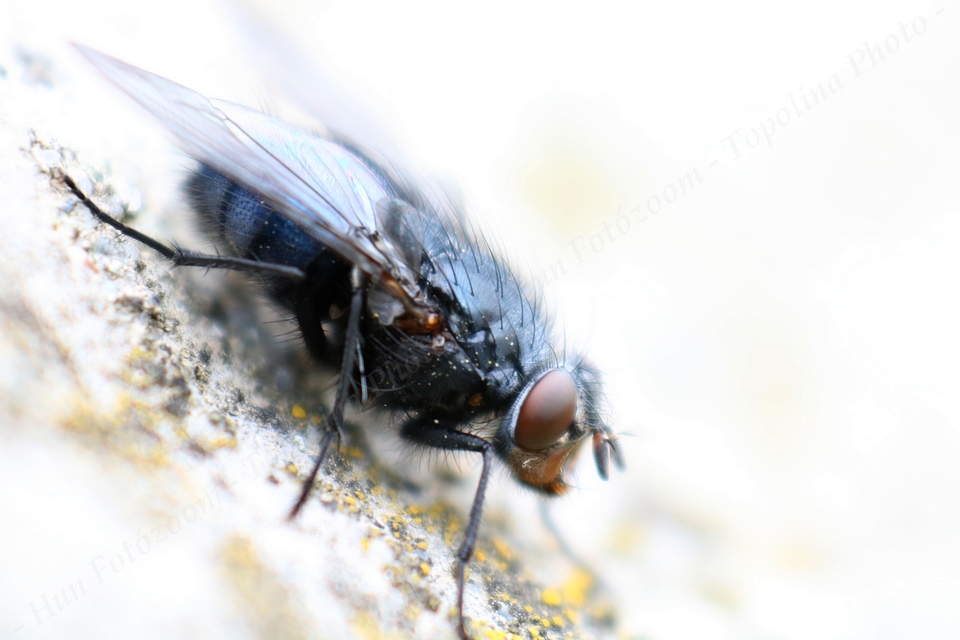 Calliphora